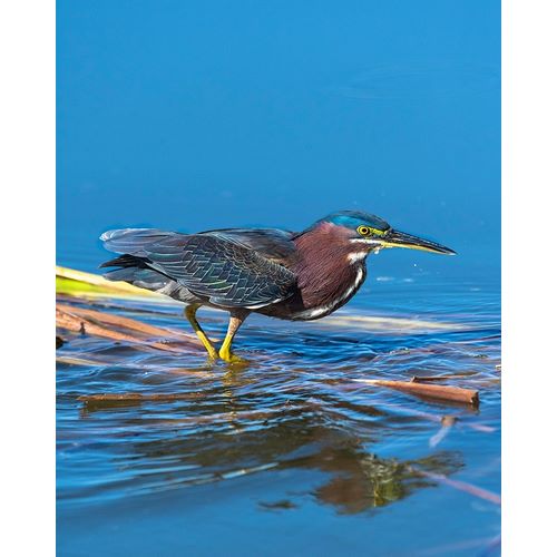 A green Heron paused as he looks for his next meal